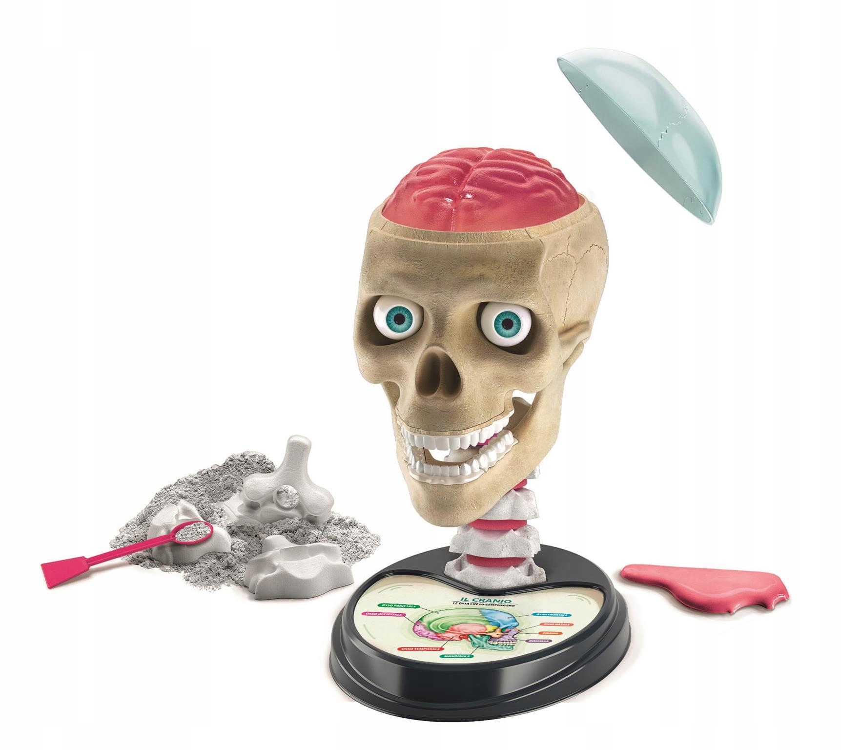 Clementoni 50697 Crazy Anatomy 8 rokov + sada 37 x 8 x 28 cm